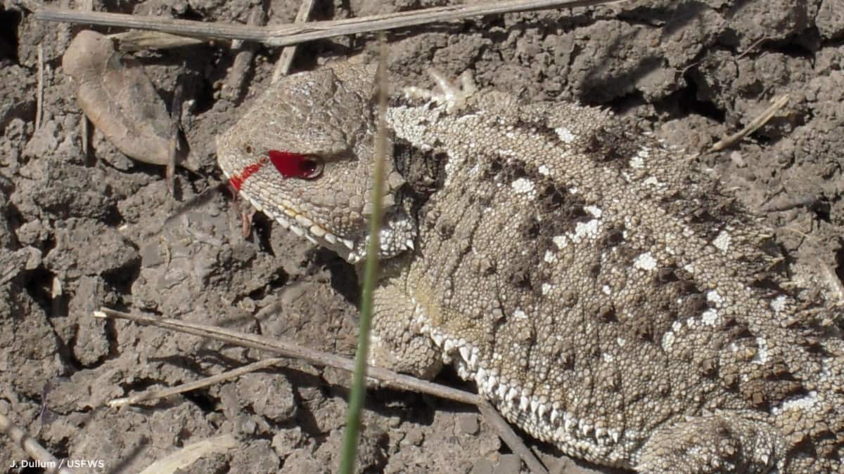 (Image Source: Twitter/@NatParkTrust)