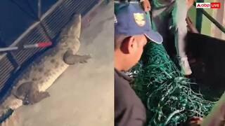 Video: आंगन में बैठे थे लोग, घुस आया बड़ा मगरमच्छ, देख उड़ गए सबके होश, वीडियो वायरल