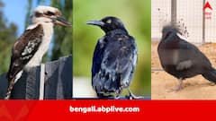 ডিম পাড়ছে পুরুষ-পাখি, বিপরীতমুখী প্রবণতা স্ত্রী-পাখির দেহেও! লিঙ্গ পরিবর্তন দেখা যাচ্ছে পাখিদের! কী বলছে গবেষণা