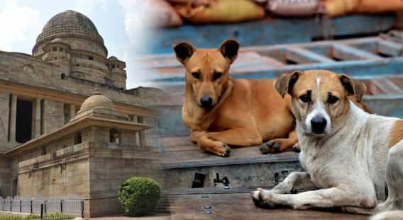 मोकाट कुत्रे नियंत्रणासाठी विविध कायदेशीर मार्ग असतांना परिस्थिती 'जैसे थेच' का? नागपूर खंडपीठाकडून महानगरपालिकेची कानउघाडणी मोकाट कुत्रे नियंत्रणासाठी विविध कायदेशीर मार्ग असतांना परिस्थिती 'जैसे थेच' का? नागपूर खंडपीठाकडून महानगरपालिकेची कानउघाडणी