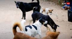 ਅਵਾਰਾ ਕੁੱਤਿਆਂ ਨੂੰ ਲੈਕੇ ਪੁਰਾਣੇ ਆਦੇਸ਼ ‘ਤੇ SC ਨੇ ਨਹੀਂ ਲਾਈ ਰੋਕ, ਸਾਹਮਣੇ ਆਇਆ ਵੱਡਾ ਅਪਡੇਟ