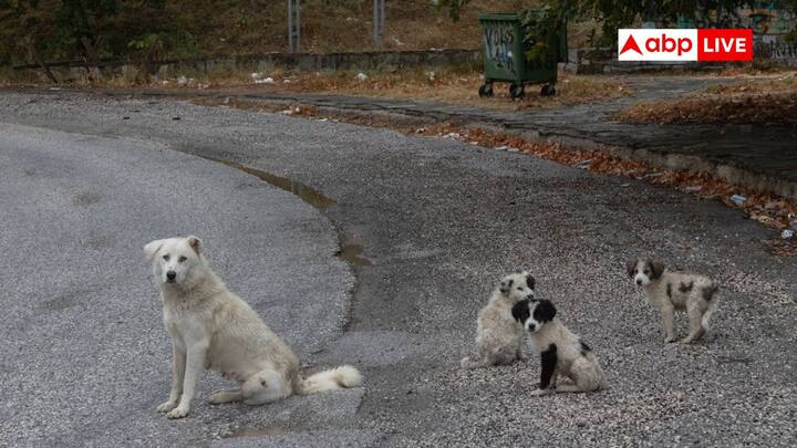 Supreme Court Order On Stray Dogs: सुप्रीम कोर्ट ने आवारा कुत्तों को सड़क से हटाकर शेल्टर हाउस में रखने का आदेश दिया है. इसी बीच चलिए उन देशों के बारे में जान लेते हैं, जहां आवारा कुत्ते नहीं हैं.