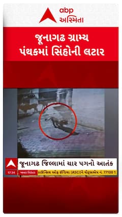 Junagadh Lion: જુનાગઢના ગ્રામ્ય વિસ્તારમાં સિંહના આંટાફેરાથી લોકોમં ભયના માહોલ