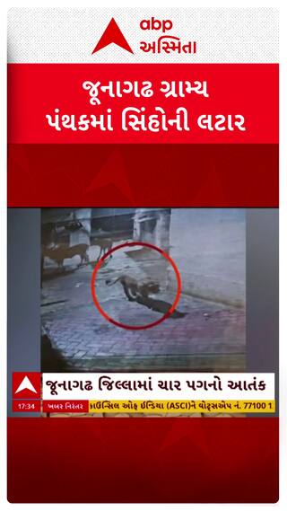 Junagadh Lion: જુનાગઢના ગ્રામ્ય વિસ્તારમાં સિંહના આંટાફેરાથી લોકોમં ભયના માહોલ