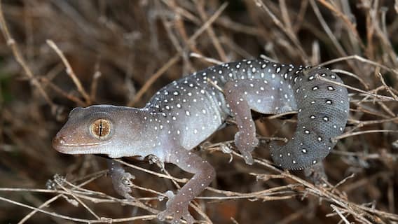 ਔਰਤਾਂ ਦੇ ਕਿਹੜੇ ਅੰਗ ‘ਤੇ ਕਿਰਲੀ ਡਿੱਗਣਾ ਹੁੰਦਾ ਸ਼ੁਭ?