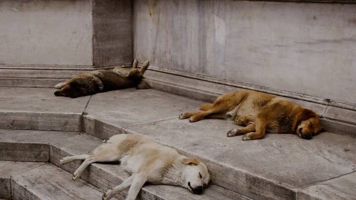 जापान में आवारा कुत्तों को संभालने के लिए बहुत सख्त एनिमल वेलफेयर नियम हैं. यहां पर पकड़े गए कुत्तों को पहले क्वारंटीन में रखा जाता है और लोगों को प्रोत्साहित किया जाता है कि वे कुत्तों को गोद लें. वेटरनरी डॉक्टर कम-खर्च वाले नसबंदी प्रोग्राम भी चलाते हैं, जिससे कि उनकी संख्या काबू में रहे.