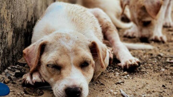 इस दौरान उन कुत्तों की नसबंदी की जाती है और उनको रेबीज की वैक्सीन लगाई जाती है. आवारा कुत्तों की पहचान के लिए उनको टैग लगाया जाता है और फिर वापस उसी इलाके में छोड़ दिया जाता है.