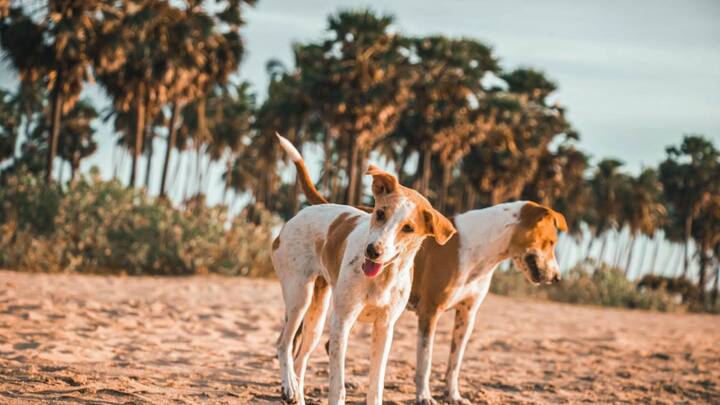 आवारा कुत्तों को लेकर भारत में पहली बार नियम नहीं बनाया जा रहा है, बल्कि दुनिया में अमेरिका और ब्रिटेन जैसे देशों में भी आवारा कुत्तों को लेकर नियम हैं. अमेरिका में केंद्र, राज्य और स्थानीय स्तर पर आवारा पशुओं को कानूनी रूप से सुरक्षा हासिल है.
