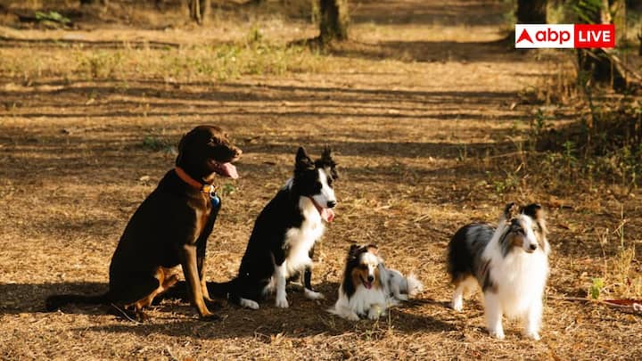 First Country With No Stray Dogs: दुनिया में एक ऐसा देश है जिसने कि नीदरलैंड कड़े कानूनों से आवारा कुत्तों की समस्या को मानवीय तरीके से खत्म किया. यह मॉडल भारत के लिए एक सफल उदाहरण है.