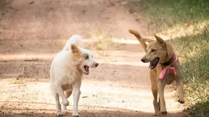 supremecourt orders on stray dogs know how netherlands become world first country with no stray dogs on streets  વિશ્વનો એક એવો દેશ જ્યાં એક પણ રખડતો કૂતરો જોવા નથી મળતો, જાણો કેવી રીતે સ્વાનની વસ્તીને કરી કંટ્રોલ
