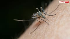 जानवरों को भी काटते हैं मच्छर, क्या उनको भी हो जाता है डेंगू, मलेरिया और चिकनगुनिया?