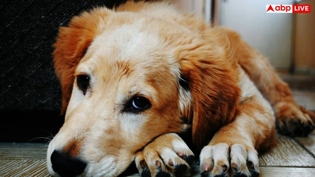 Why Dogs Become Aggressive A Must Know Guide for Every Animal Lover कुत्ते क्यों हो जाते हैं खूंखार, आप भी हैं एनिमल लवर तो जान लीजिए जरूरी बात