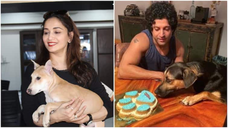 बॉलीवुड के इन सेलेब्स ने स्ट्रीट डॉग्स को गोद लेकर दिया उन्हें नया जीवन, बनाया अपने परिवार का अहम हिस्सा