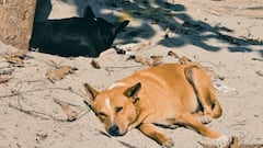 इस देश में नहीं है एक भी आवारा कुत्ता, कैसे किया डॉग्स की आबादी को कंट्रोल