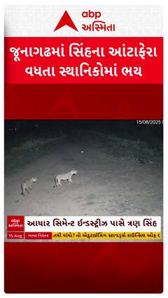 Junagadh Lion : જૂનાગઢમાં સિંહના આંટાફેરા વધતા સ્થાનિકોમાં ભય