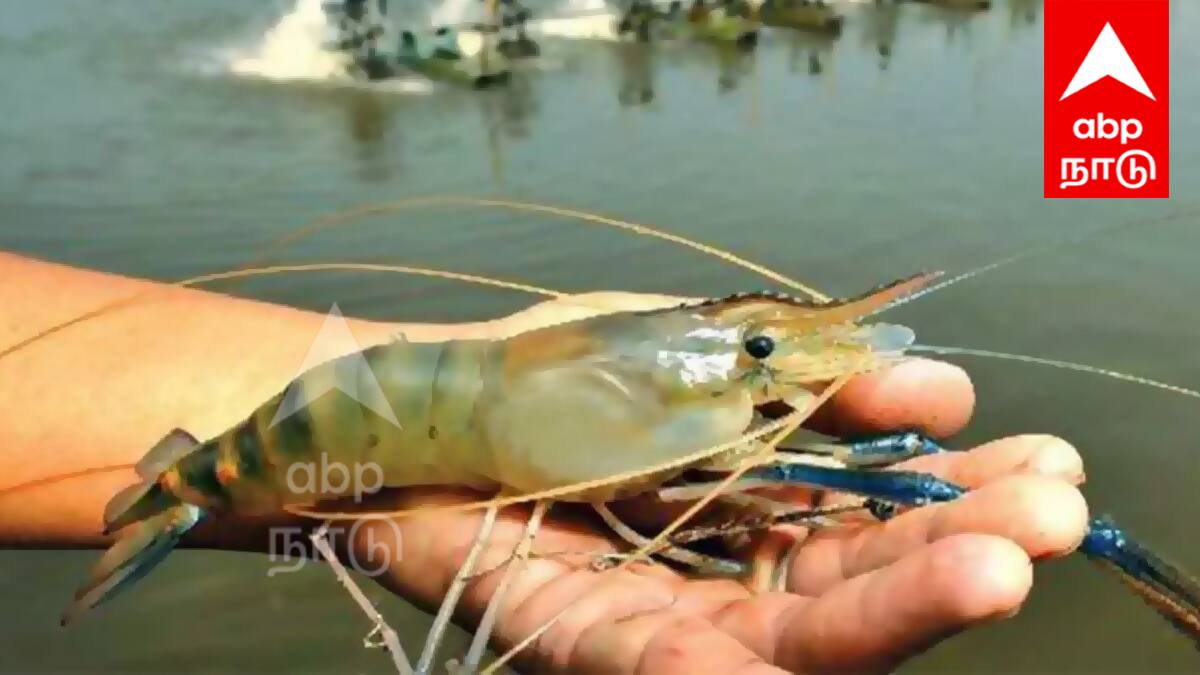 உரிமம் பெறாத இறால் பண்ணைகள் மீது அதிரடி நடவடிக்கை! மீன்வளத்துறை எச்சரிக்கை!