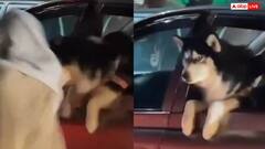 Video: कार में बैठे कुत्ते को मारा थप्पड़, फेंकी बोतल, पाकिस्तान में बेजुबान के साथ बेरहमी, वीडियो वायरल
