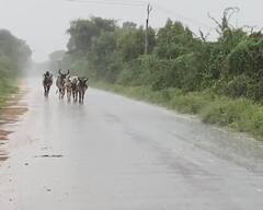 આગામી 3 કલાકમાં રાજ્યના 8 જિલ્લામાં ગાજવીજ સાથે અતિભારે વરસાદ તૂટી પડશે, હવામાન વિભાગની લેટેસ્ટ આગાહી