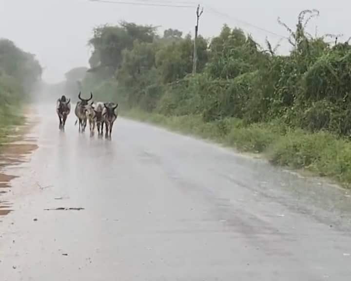 હવામાન વિભાગના નાઉકાસ્ટ મુજબ, ગુજરાતના ઘણા વિસ્તારોમાં આગામી 3 કલાકમાં ભારે વરસાદ જોવા મળશે. બનાસકાંઠા, પાટણ, સુરેન્દ્રનગર, મોરબી, જામનગર, રાજકોટ, બોટાદ અને કચ્છમાં ભારે વરસાદના કારણે રેડ એલર્ટ અપાયું છે.