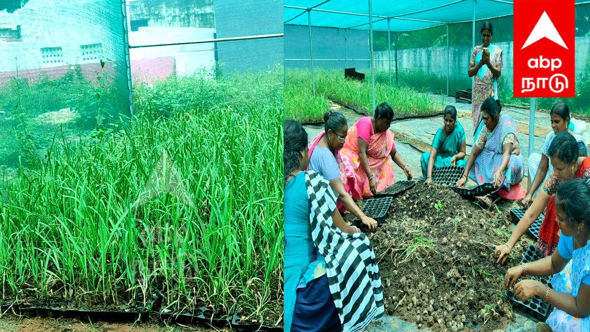 விழுப்புரம் பெண்கள் சாதனை: குழித்தட்டு கரும்பு நாற்று உற்பத்தி மூலம் மாதம் ₹75,000 வருமானம்!