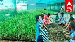 விழுப்புரம் பெண்கள் சாதனை: குழித்தட்டு கரும்பு நாற்று உற்பத்தி மூலம் மாதம் ₹75,000 வருமானம்!