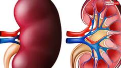 Health Alert: કિડનીમાં સોજો કે અન્ય સમસ્યા હોય તો શરીર આ લક્ષણો દ્વારા આપે છે સંકેત