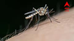 বাড়ছে ডেঙ্গি-উদ্বেগ, পরপর মৃত্যুতে নড়েচড়ে বসল কলকাতা পুরসভা