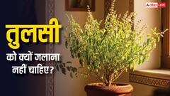 Tulsi Niyam: तुलसी जलाना सही या गलत! शास्त्रीय संदर्भ से जानें इसका जवाब