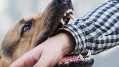 आपका पालतू कुत्ता किसी को काट ले तो क्या होगा, किसे उठाना होगा पीड़ित के इलाज का खर्च?