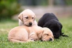 Astrology : प्रेम, सतर्कता की संकट? स्वप्नात कुत्र्याची झुंड दिसण्यामागचा अर्थ नेमका काय सांगतो? वाचा ज्योतिषशास्त्र