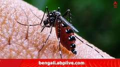 রাজ্যে আচমকা ডেঙ্গির বাড়বাড়ন্ত, ১৬ জেলায় ২০ দিনে নতুন করে ডেঙ্গি আক্রান্ত ১৬৩৩ !