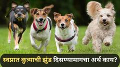 Astrology : प्रेम, सतर्कता की संकट? स्वप्नात कुत्र्याची झुंड दिसण्यामागचा अर्थ नेमका काय सांगतो? वाचा ज्योतिषशास्त्र