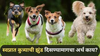 Astrology : प्रेम, सतर्कता की संकट? स्वप्नात कुत्र्याची झुंड दिसण्यामागचा अर्थ नेमका काय सांगतो? वाचा ज्योतिषशास्त्र