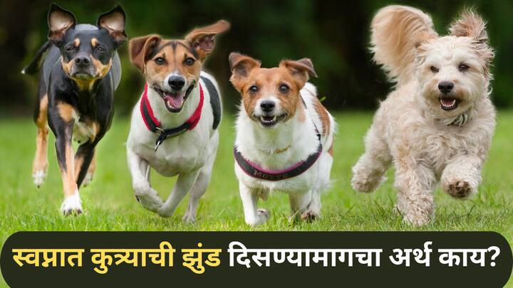 Astrology : अनेकदा लोकांना स्वप्नात कुत्र्यांची झुंड दिसते. हा एक प्रकारचा खास संकेत मानला जातो. यामागे नेमका अर्थ काय असतो ते जाणून घेऊयात.