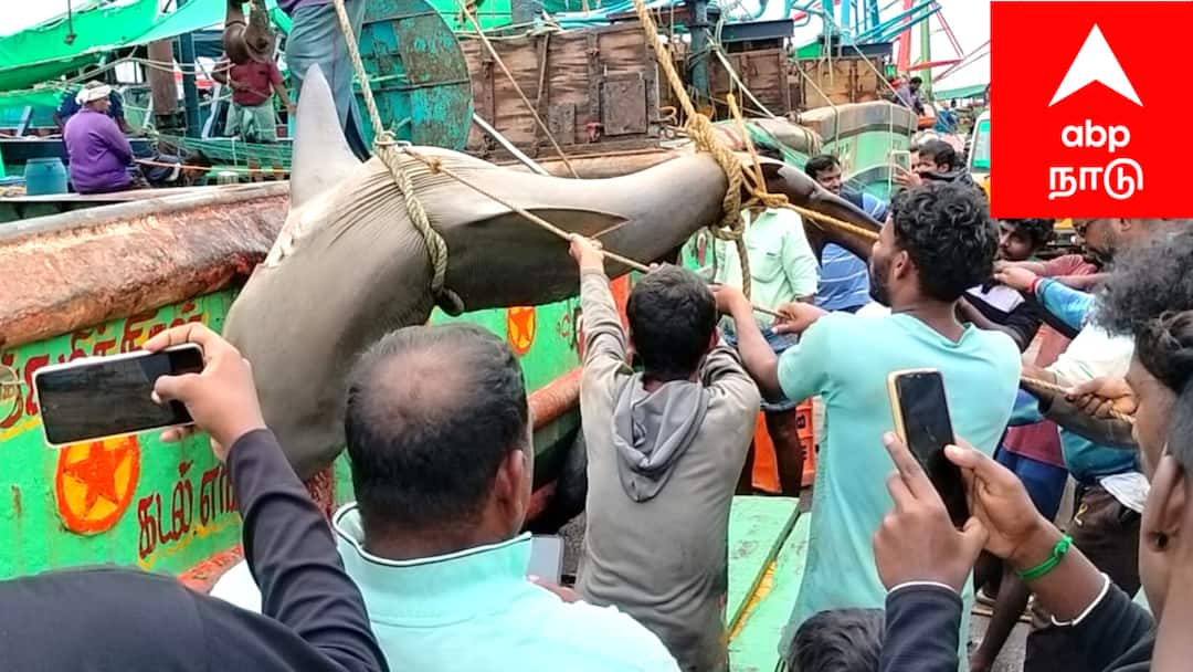 பழையாறு மீனவர்களுக்கு அடித்த ஜாக்பாட்! - வலையில் சிக்கிய ராட்சத சுறா....!