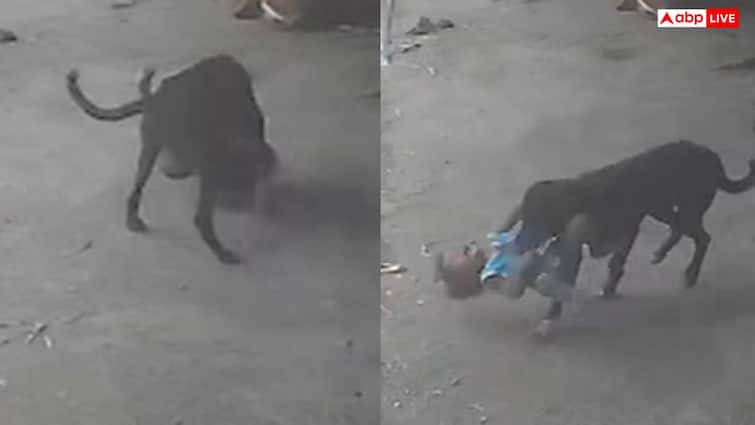  Video: घर में घुसकर बच्चे को जबड़े में दबाकर ले गया कुत्ता, ये वायरल वीडियो झकझोर देगा