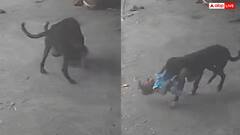  Video: घर में घुसकर बच्चे को जबड़े में दबाकर ले गया कुत्ता, ये वायरल वीडियो झकझोर देगा