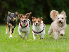 Astrology : प्रेम, सतर्कता की संकट? स्वप्नात कुत्र्याची झुंड दिसण्यामागचा अर्थ नेमका काय सांगतो? वाचा ज्योतिषशास्त्र