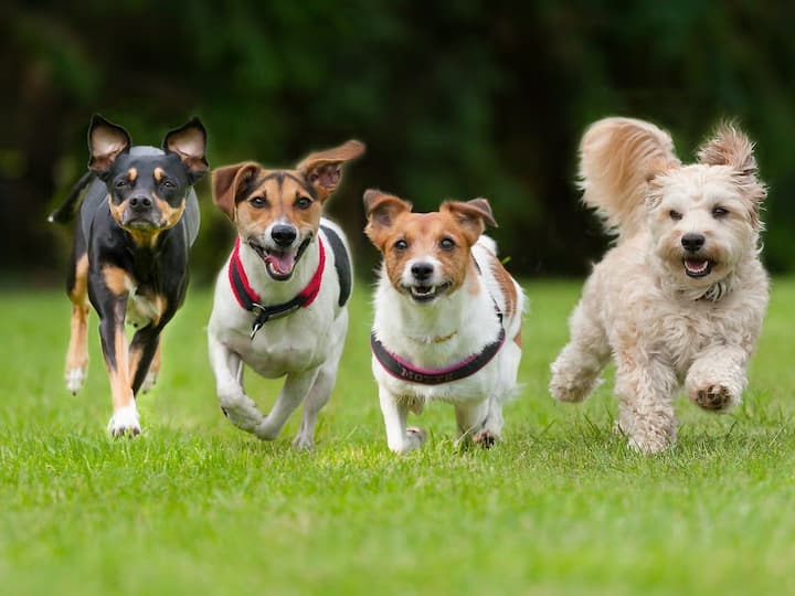 शास्त्रानुसार, स्वप्नात अनेकदा लोकांना कुत्रा (श्वान) दिसतो. याकडे अनेकदा लोक फारसं लक्ष देत नाहीत. मात्र, स्वप्नात कुत्रा दिसणं शुभ-अशुभ दोन्ही प्रकारचा संकेत असू शकतो. या ठिकाणी आपण स्वप्नात कुत्र्यांची झुंड दिसण्याचा अर्थ नेमका काय या संदर्भात जाणून घेणार आहोत.