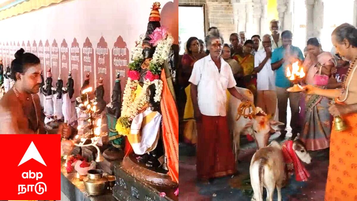 சீர்காழி சட்டைநாதர் கோயில்: ஆவணி மாத கோ பூஜை! பசுவிற்கு அகத்திக்கீரை கொடுத்து வழிபாடு...