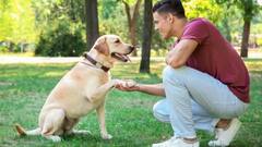 आपका पालतू कुत्ता किसी को काट ले तो क्या होगा, किसे उठाना होगा पीड़ित के इलाज का खर्च?