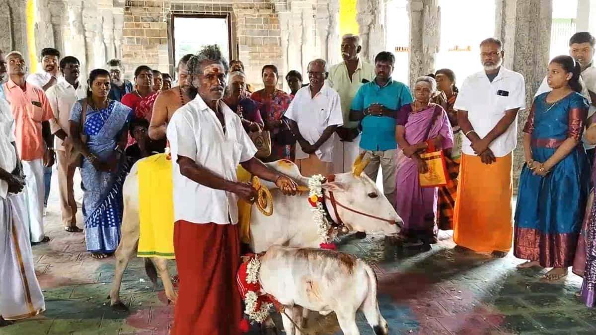 சீர்காழி சட்டைநாதர் கோயில்: ஆவணி மாத கோ பூஜை! பசுவிற்கு அகத்திக்கீரை கொடுத்து வழிபாடு...