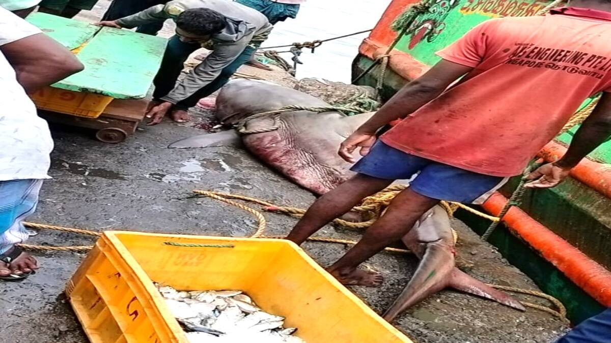 பழையாறு மீனவர்களுக்கு அடித்த ஜாக்பாட்! - வலையில் சிக்கிய ராட்சத சுறா....!