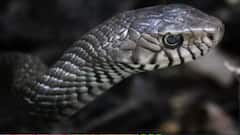 झोपेत विषारी साप चावला, 13 वर्षांच्या मुलीचा  अंथरुणातच मृत्यू, छत्रपती संभाजीनगरची घटना