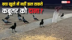 क्या कहीं भी डाल सकते हैं कबूतरों को दाना, ऐसा करने पर कितनी मिल सकती है सजा?