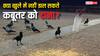 क्या कहीं भी डाल सकते हैं कबूतरों को दाना, ऐसा करने पर कितनी मिल सकती है सजा?