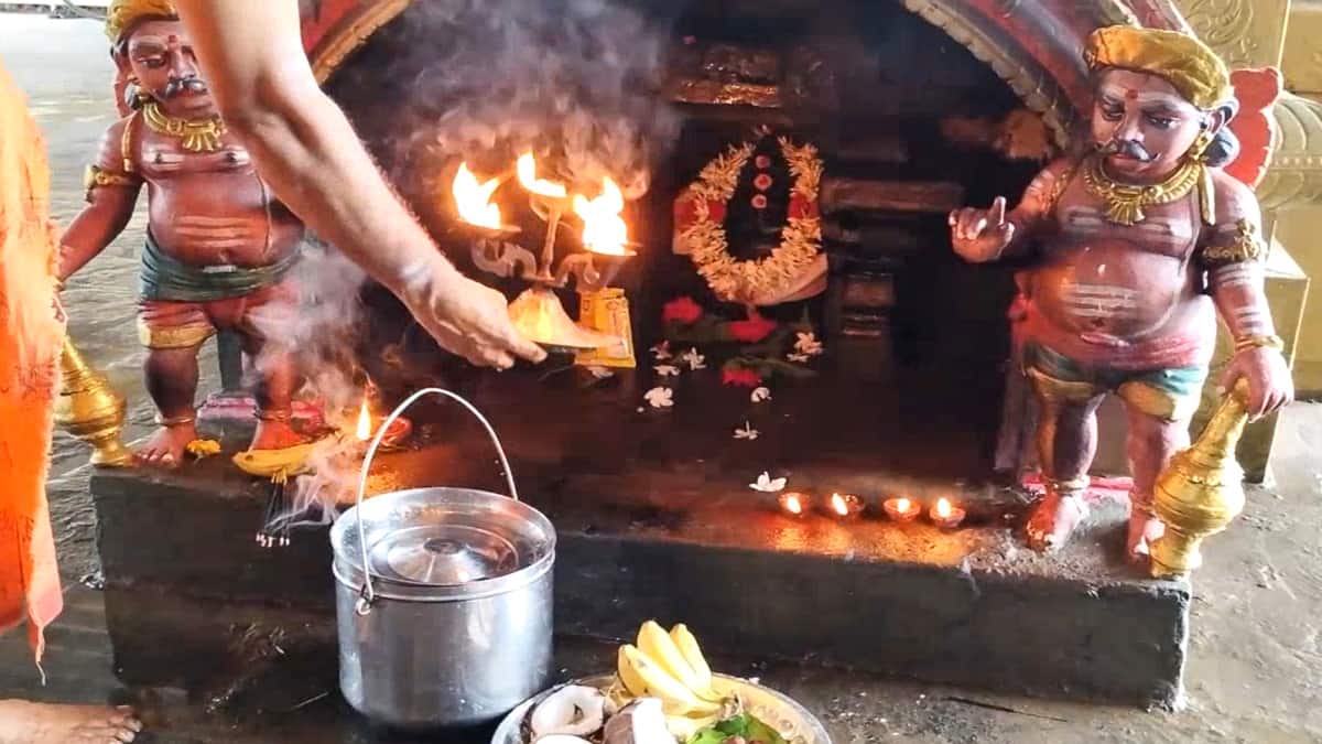 சீர்காழி சட்டைநாதர் கோயில்: ஆவணி மாத கோ பூஜை! பசுவிற்கு அகத்திக்கீரை கொடுத்து வழிபாடு...