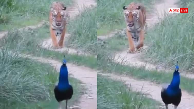 Video: अदभुत! एक साथ नज़र आए राष्ट्रीय पशु बाघ और राष्ट्रीय पक्षी मोर, चहल-कदमी करते दिखे