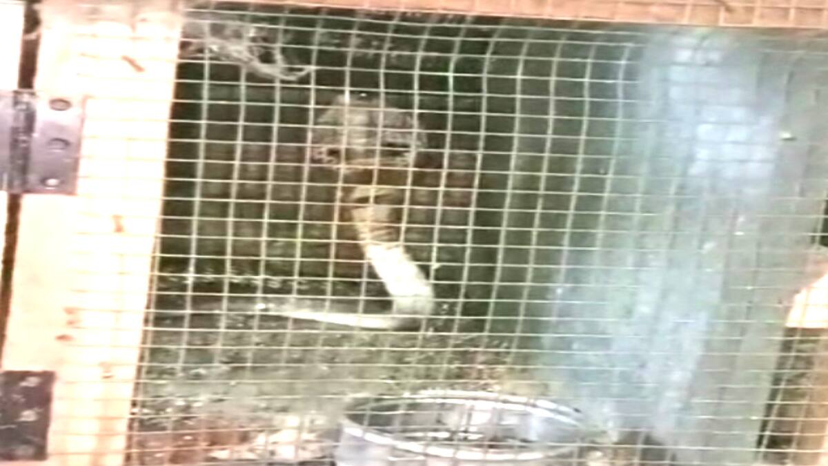 கோழிக்கூண்டில் சிக்கிய கருநாகம்..சீர்காழியில் பரபரப்பு..!