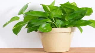 Vastu Tips: ગરીબી લઈને આવે છે ઘરની આ દિશામાં રાખવામાં આવેલ મની પ્લાન્ટ